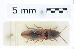 Foto (Dorsalansicht) von Dolinolus beccarii (Schimmel, 1999) (NHMW-ZOO-COL-0008414)